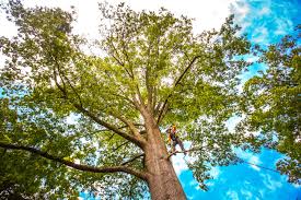  Leetsdale, PA Tree Care Services Pros