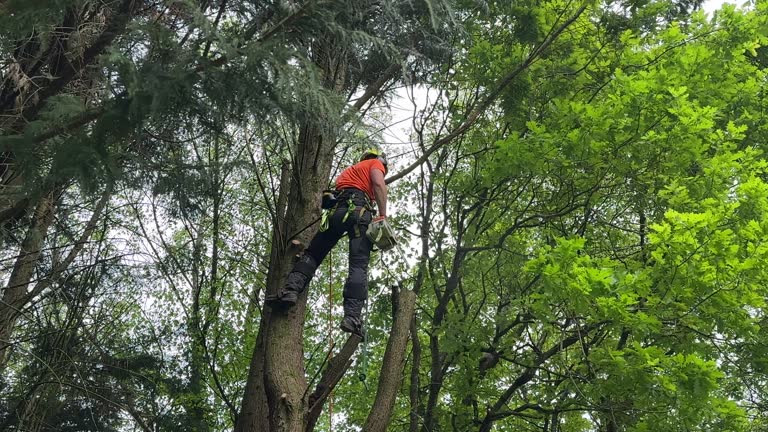 Best Tree Risk Assessment  in Leetsdale, PA